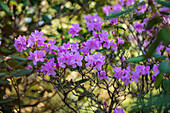 Rhododendron 'Praecox'