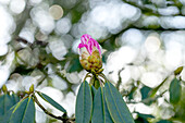 Rhododendron