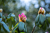 Rhododendron