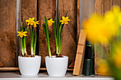 Narcissus pseudonarcissus, gelb