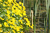 Caltha palustris