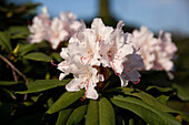 Rhododendron, rosa