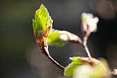 Fagus sylvatica