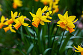 Narcissus pseudonarcissus