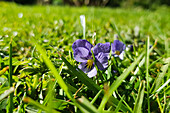 Violets in the lawn