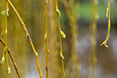 Salix alba 'Tristis'