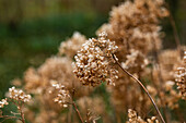 Hydrangea blossoms from the previous year