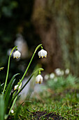 Leucojum vernum