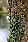 Hedera helix