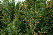 Taxus baccata