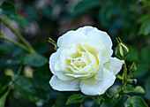 Bedding rose, white