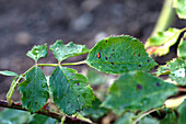 Sternrußtau an Rose