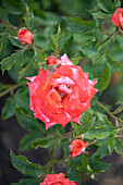 Shrub rose, orange