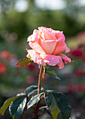 Rosa 'Independence du Luxembourg'