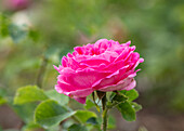 Rosa 'Duchess of Connaught'