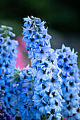 Delphinium x elatum, light blue