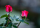 Two-coloured Hybrid Tea Rose