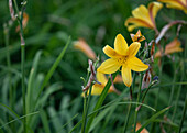 Hemerocallis, yellow