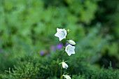 Campanula persicifolia, weiß
