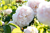Rosa gallica 'Belle Isis'