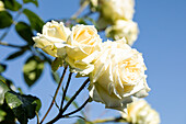 Climbing rose, white