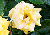 Climbing rose, yellow