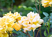 Rose, yellow