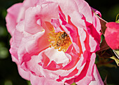 Biene in Rosenblüte