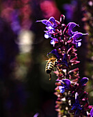 Bee on ornamental sage