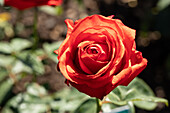 Rose, orange-red