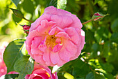 Rosa "Rosario" Roses Tantau 1993