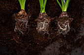 Early bloomers - Hyacinth roots