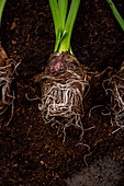 Early bloomers - Hyacinth roots