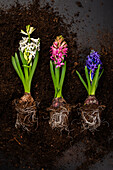 Early bloomers - Hyacinths