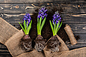 Early bloomers - Hyacinths