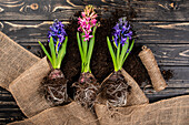 Early bloomers - hyacinths