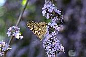 Butterfly on summer lilac