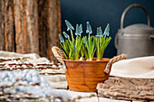 Early bloomers - grape hyacinths in the ambience
