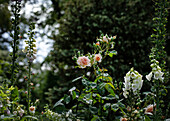 Strauchrose, lachsrosa