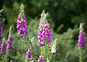 Digitalis purpurea