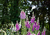 Digitalis purpurea