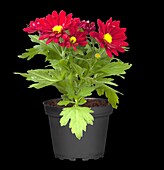 Chrysanthemum hortorum, red