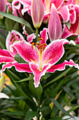 Lilium Oriental, pink-weiß