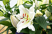 Lilium Oriental, weiß