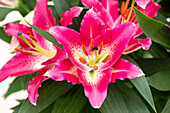 Lilium Oriental, pink