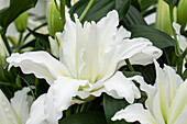 Lilium Oriental, double
