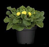 Primula vulgaris, double