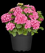 Hydrangea macrophylla, pink