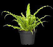 Asplenium antiquum 'Osaka'