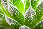 Aloe aristata